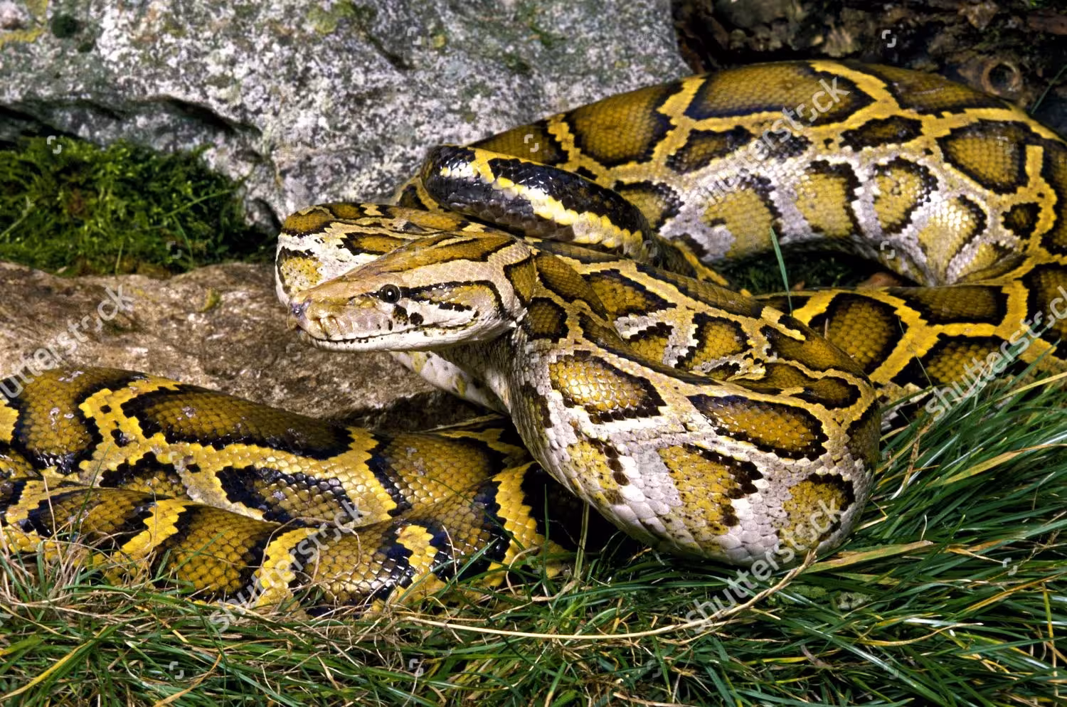 Python